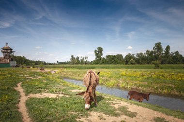 İki eşek, yerel tarımın tipik doğal bir ortamında kırsal tarım geleneklerini yansıtan küçük bir derenin yakınındaki çimenli arazide otlar. Equus Asinus veya evcil eşek, bir sığır çiftliği hayvanıdır..