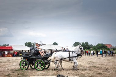 RUMA, SERBIA - 25 HAZİRAN 2024: Atlara adanmış tarım pazarı Rumska Straparijada 'da iki beyaz atın kullandığı bir posta arabası şoförü, genç adamlar, faytoncular..