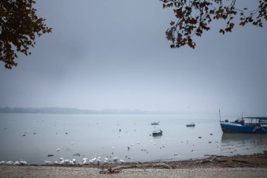 Tuna Nehri 'nin panoramik manzarasında seçici bir bulanıklık var. Kuğular ve küçük tekneler liman kenarında yavaşça süzülüyor. Bu bastırılmış nehir manzarası Belgradlar Zemun bölgesinin sessiz cazibesini vurguluyor.