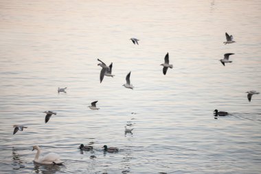Sırbistan 'ın başkenti Belgrad' daki Tuna 'nın yukarısında kışın tüylenen bir martı sürüsü (Chroicocephalus ridibundus) alçaktan uçuyor. Huzurlu sular, zarif hareketlerle kuşları yansıtır..
