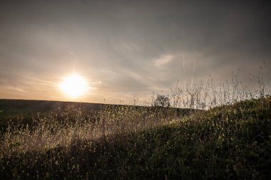 Sırbistan 'ın Titelski Breg kentinin Hillside kenti, sıcak gökyüzünün altında tarımsal canlılığı ve mevsimsel yenilenmeyi yansıtan kolza tohumu çiçekleriyle parlıyor. 
