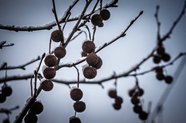 Karla örtülü çınar dalları, yumuşak bir kış göğüne karşı dikenli ağaç tohumları sergiliyor. Buzlu ortam bitkilerin ayırt edici dokularını ve hareketsiz mevsimsel güzelliğini ön plana çıkarıyor.
