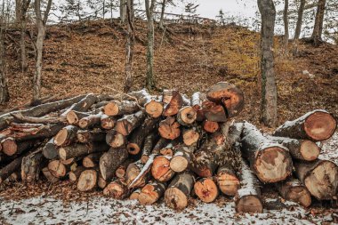 Snow-dusted logs lie stacked in a wooded area, ready for use as firewood during the cold season. This traditional heating method reflects the regions reliance on natural resources clipart