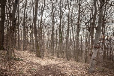 Sırbistan 'da sonbaharda kayan yapraklarla kaplı sakin bir orman yolu, huzurlu bir doğal ortamı çağrıştırıyor.