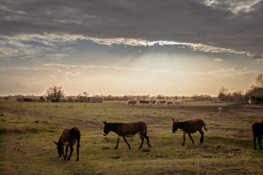 Zasavica 'daki bir Sırp otlağında huzur içinde otlayan üç eşek, kırsal yaşam ve geleneksel tarımı sakin bir doğal ortamda örnek olarak gösteriyor. Equus Asinus veya evcil eşek, bir sığır çiftliği hayvanıdır..