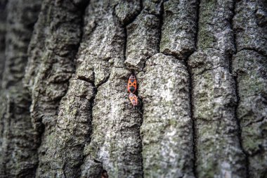 Seçici bir bulanıklık Pyrrhocorisin ateş böceklerinin karmaşık detaylarını ortaya çıkarır, Pyrrhocoris apterus, sanatsal bir kompozisyonda Pyrhocoris apterus 'un soyut güzelliğini ve bilimsel cazibesini gösterir.