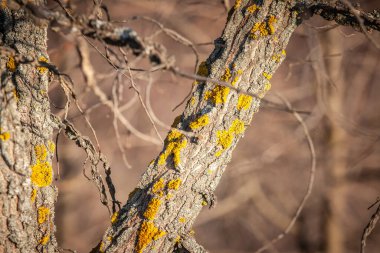 Deniz Günışığı yosunu (Xanthoria parietina), ağaç kabuğunda doğal olarak yetişen canlı sarı bir mantar türü olup, biyolojik çeşitliliği ve ekolojik dokuları vurgular..