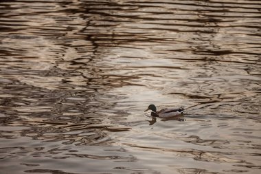 Tamis nehrinin yüzeyinde sakince yüzen Mallard ördeği, Sırp nehir yaban hayatı ve sakin doğal yaşam ortamını betimliyor. Mallard ya da anas ornitorenkleri, Avrupa 'da bulunan vahşi ördek türüdür.