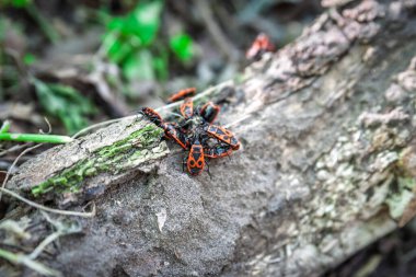 Avrupa 'daki kundakçılar (Pyrrhocoris apterus) Belgrad' daki bir parkta çatlak meşe kabuğu boyunca sürünerek ilerlerken, canlı siyah böcekler bahar başlarında çarpıcı bir doğal düzen oluşturuyorlar.