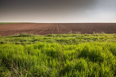 Titelski Breg 'de yeni sürülmüş kahverengi tarlalar, titel' de, Sırbistan puslu bir gökyüzünün altında verimli Pannonian ovasında bahar toprak hazırlığını gösteren yemyeşil çimlerle dolu bir şeritle tanışır..