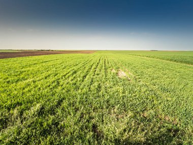 Sırbistan 'ın Titelski bölgesinde Voyvodina düzlüklerinde geniş yeşil buğday tarlaları uzanıyor. Paralel ekin sıraları, yerel tarımsal çiftçiliği gösteren, ilkbahar gökyüzünün altındaki uzak ufka götürür..