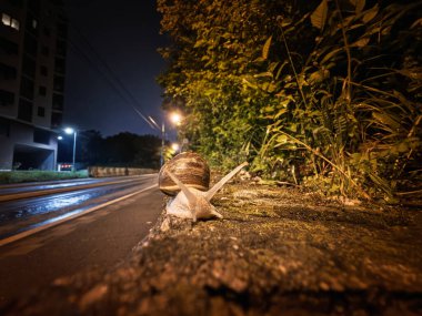 Helix Pomatia Romalı salyangozun düşük açılı gece çekiminde seçici bulanıklık ya da geceleri ıslak kaldırımdan geçen bordo salyangoz. Helix Pomatia, Avrupalı bir salyangoz türüdür..