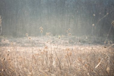Kurumuş süt devedikeni (Silybum maranum) tohum başları sisli bir sonbahar çayırında, altın sabah ışığı ve orman bokeh 'inin birleşerek narin, sessiz bir kırsal atmosfer oluşturması..