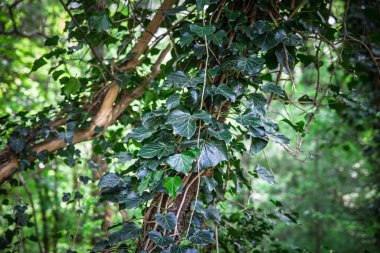 Yaygın sarmaşık kümesinde seçici bulanıklık (Hedera helix), alacakaranlıkta bir ağaç gövdesini sarar ve istilacı tırmanma alışkanlığını bir Sırp ormanında ortaya çıkarır..