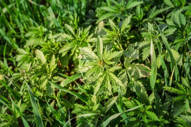 Kenevir Sativa Ruderalis cinsine ait bir kenevir bitkisindeki seçici bulanıklık doğada özgürce büyüyor. Vahşi bir yabani kenevir türü, Doğu ve Orta Avrupa 'da doğal olarak büyüyor..