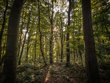 Güneş ışığı yoğun yaprak döken ormanların arasından süzülerek, Sırbistan 'daki Fruska Gora Ulusal Parkı' nın yapraklarla kaplı zeminine uzun gölgeler düşürür, biyolojik çeşitliliği ve sakin bir yürüyüş ortamını göstermektedir..