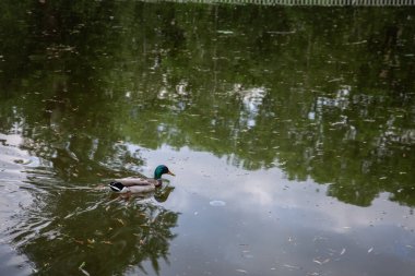 Tamis nehrinin yüzeyinde sakince yüzen Mallard ördeği, Sırp nehir yaban hayatı ve sakin doğal yaşam ortamını betimliyor. Mallard ya da anas ornitorenkleri, Avrupa 'da bulunan vahşi ördek türüdür.