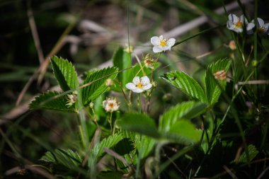 Taze beyaz çiçekler ve yabani bir çilek bitkisinin (Fragaria vesca) tırtıklı yeşil yaprakları orman tabanından çıkar ve gölgeli bir ormanlık alanda bahar büyümesinin sinyallerini verir..