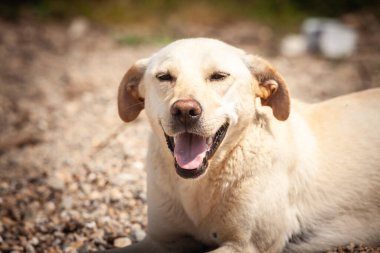 Sırbistan 'da çakıl taşlarının üzerinde dinlenen mutlu bir sokak köpeğinin yakın portresi, ağzı açık ve gözleri yarı kapalı, dışarıdaki hayata rağmen dostluğu ve dayanıklılığı ifade eden bir gülümsemeyle..