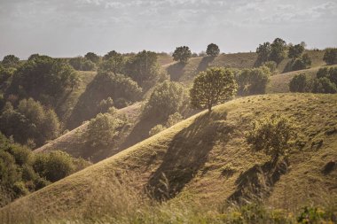 Sırbistan 'ın Banat kentindeki Zagajicka brda bayırlarındaki tek bir ağaçta seçici bulanıklık. Uzun gölgeler ve ılık, aydınlık, kumlu çayırlar. Sakin bir manzara için uzak tepeleri yumuşatıyor..