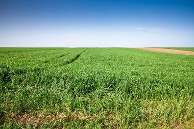 Sırbistan 'ın kırsal kesimlerinde açık mavi gökyüzü altında genç mısır gevreklerinin büyüdüğü geniş bir çayırlık. Düşük perspektiften bakıldığında traktör izleri ve yoğun yeşil bıçaklar, bahar bitkilerini ve yerel tarımı gösteriyor.