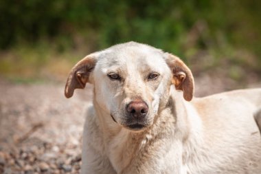 Sırp sokak köpeği Lutalica 'nın yakın portresi, sakin ve mutlu bir ifadeyle kameraya bakıyor. Kürk, bıyık ve gözler keskindir. Yumuşak doğal bir arka planı vardır. Açık hava ortamını işaret eder..