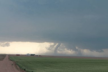 Bir fil hortumu tarlada dans ediyor..