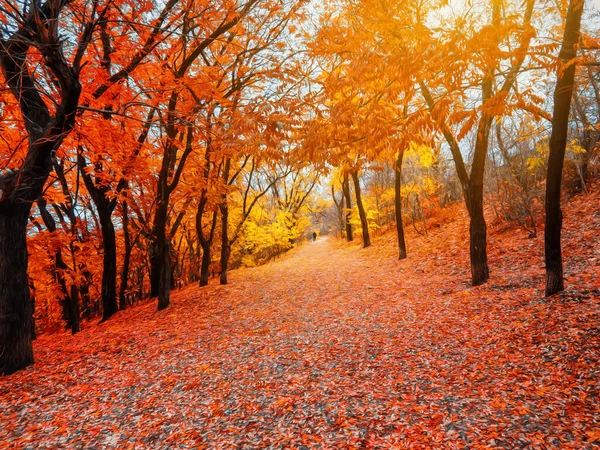 Аллея Осеннем Парке Между Деревьями Ярко Красными Желтыми Листьями Иллюстрация — стоковое фото