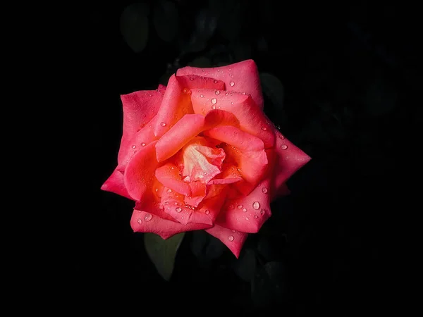 Ροζ Τριαντάφυλλο Σταγόνες Νερού Και Φύλλα Μαύρο Φόντο — Φωτογραφία Αρχείου