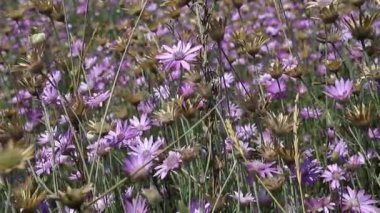 Wildflowers among the grass, on a sunny day, close-up