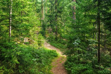 Güneşli bir günde, kozalaklı bir ormanda boş bir patika.