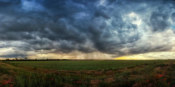 Mennydörgés Egy Zöld Mezőn Előtérben Mákokkal Esőcseppekkel Felhők Napsugaraival Panoráma — Stock Fotó