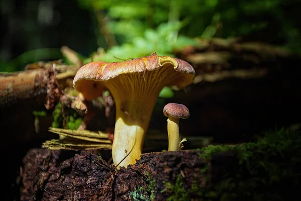 Edible Chanterelle Mushroom Cantharellus Cibarius Natural Environment Blurred Background — Stock Photo, Image