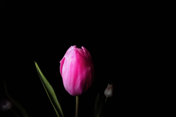Рожевий Тюльпанний Бутон Чорному Тлі Невеликою Глибиною Різкості — стокове фото