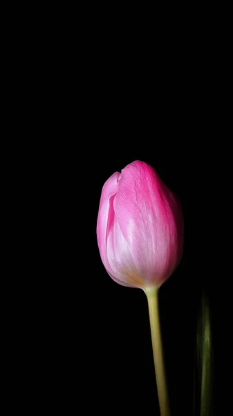 Roze Tulpenknop Een Zwarte Achtergrond Met Een Ondiepe Velddiepte — Stockfoto
