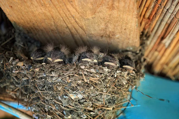 小燕子在房顶下的鸟巢里 — 图库照片