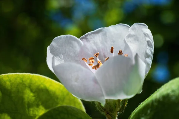 Elma Çiçeği Yakın Plan Geçmişi Bulanık Bir Makro Bokeh — Stok fotoğraf