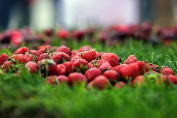 Fresas Maduras Sobre Hierba Verde Con Enfoque Selectivo — Foto de Stock
