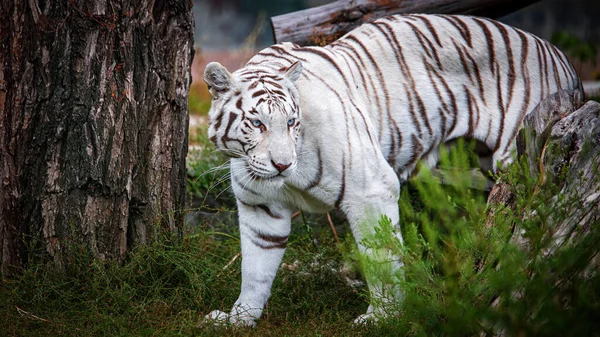 White albino tiger with blue eyes, in a natural environment