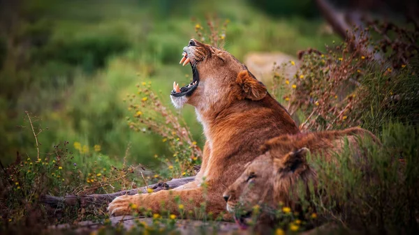 A lion with an open mouth and claws, in a natural environment. Blurred background