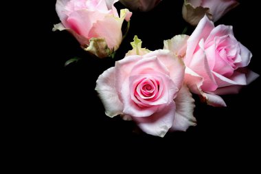 Derin ve zengin bir Siyah Arkaplanda Çarpıcı Pembe Gül Tomurcukları