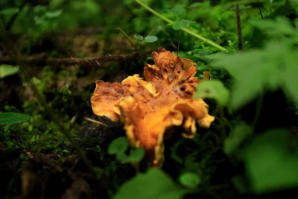 Lush Greenery Vibrant Chanterelle Mushroom Wild Shallow Depth Field — Stock Photo, Image