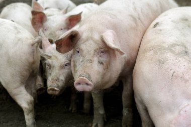 Pig on a farm among other pigs, Selective focus, Artistic processing