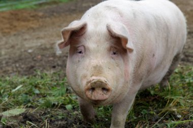 Pig on a farm among other pigs, Selective focus, Artistic processing