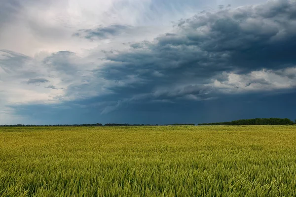 Malebné Žlutozelené Pšeničné Pole Pod Náladovou Oblohou — Stock fotografie