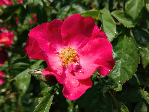 Капли Дождя Яркий Красный Цветок Красота Природы — стоковое фото