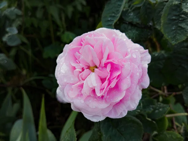 Różowy Kwiat Ozdobiony Kroplami Deszczu Tle Świeżych Zielonych Liści — Zdjęcie stockowe