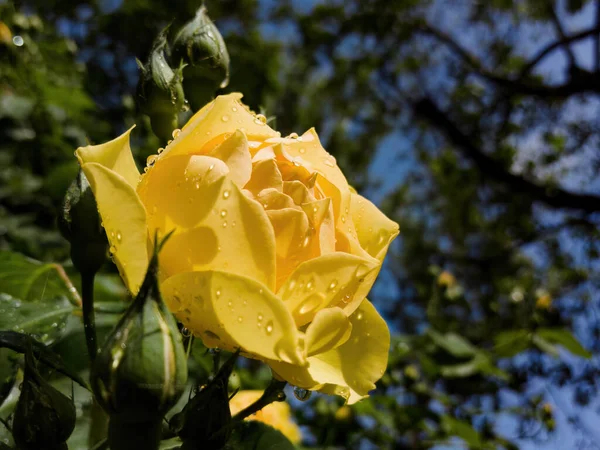 Rosa Amarela Com Gotas Chuva Brilhantes Definido Contra Pano Fundo — Fotografia de Stock