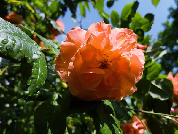 Оранжевый Цветок Блестящими Капельками Дождя Окруженный Зелеными Листьями — стоковое фото