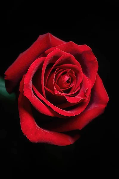 Ζωντανό Κοντινό Πλάνο Ενός Κόκκινου Τριαντάφυλλου Ένα Σκοτεινό Φόντο Φωτογραφία Αρχείου